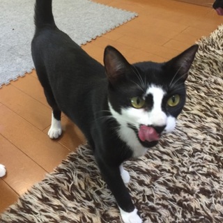 府中猫の会、1歳未満のヤング姉妹（避妊済）♪