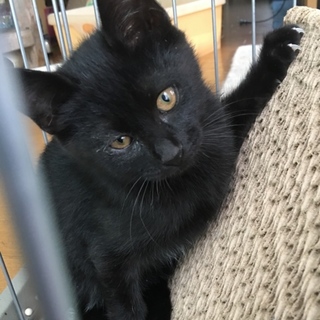 黒ねこ ちび猫 黒猫1｜大丸松坂屋オンラインストア【公式通販】