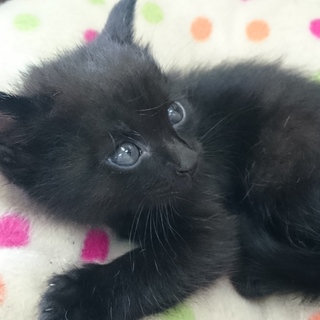 ちびにゃん麿の家族募集