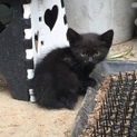 お喋り黒猫