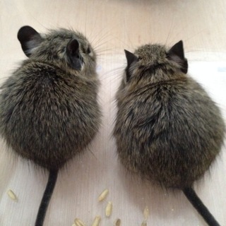 5月28日産まれデグー1匹