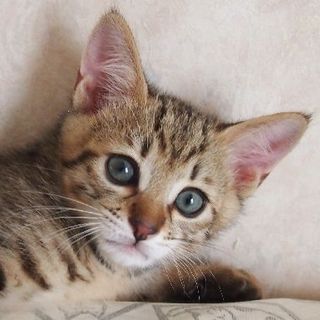 でら！カシス！