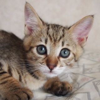 でら！カルーア！