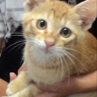 ひとなつっこい茶トラこねこ