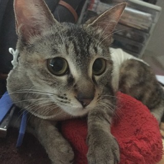 この子の新しい親になってもらえませんか？