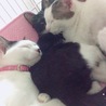 ぽんぽんぷりん