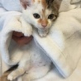府中猫の会､かわいい4兄妹出場〜♪
