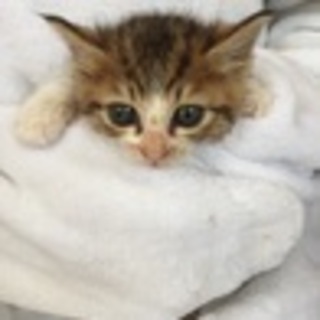 府中猫の会､キジ系チビチビ軍団出場！