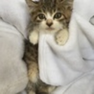 府中猫の会､長毛系キジ白ちゃん出場！