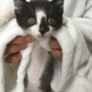 府中猫の会､かわいい姉妹猫ちゃん出場！