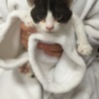 府中猫の会､やんちゃでかわいい4兄妹出場〜♪