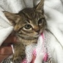 府中猫の会､美猫3兄妹出場〜♪