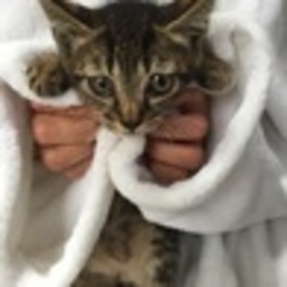 府中猫の会､トラ，キジ，キジ､3兄妹出場～♪