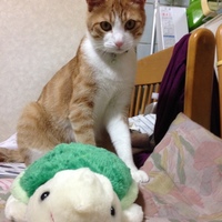 ちー太