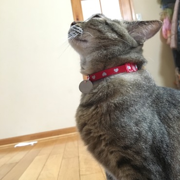 ペットタグ、着けましたよ‼︎ありがとうございますー