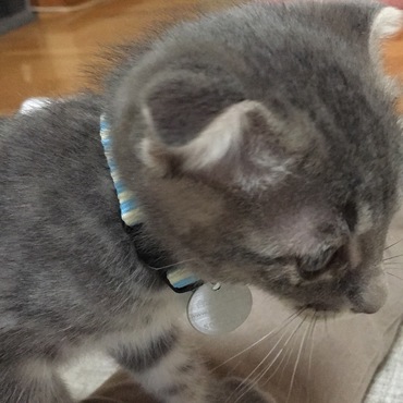ペットタグ頂きました☆(≧∀≦*)ﾉ  