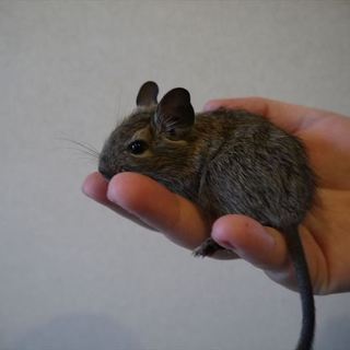 デグー　アグーチ（茶色）メス