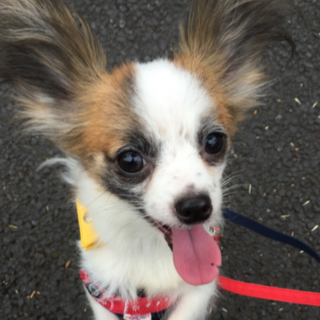 パピヨンチワワーズ　パピチワNO.8のホタル