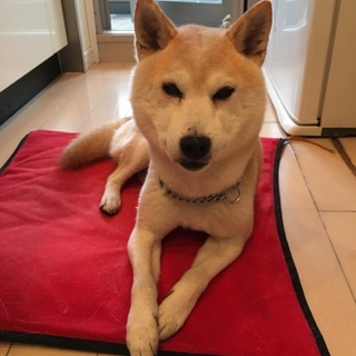 毛並み艶やかな豆太です