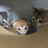 の写真