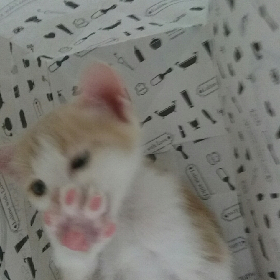 リーノのカバー写真