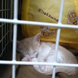 お家に来て初めての夜