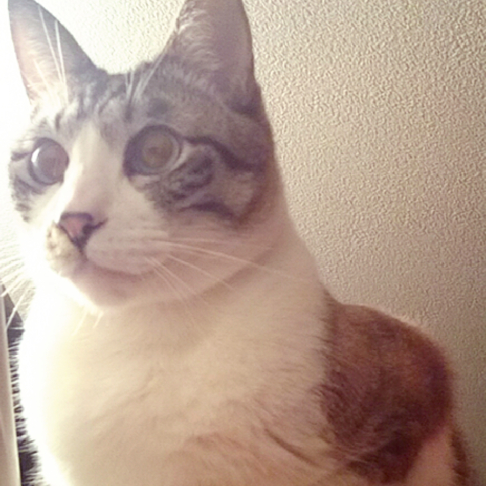 レオのカバー写真