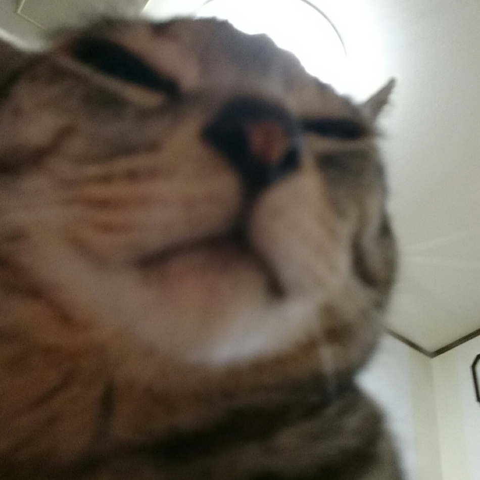 ルークのカバー写真