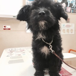 poralの記録 2016/6/17 健康診断