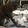 にゃにするのよー！