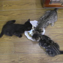 生後2ヶ月ぐらいの子猫3頭