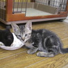 生後2ヶ月ぐらいの子猫3頭 サムネイル2