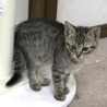 生後2ヶ月ぐらいの子猫3頭 サムネイル5