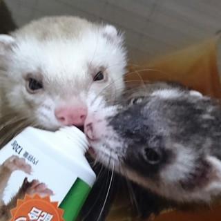 パスバレー フェレット２匹の里親さん募集