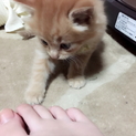 茶トラ（きいろ）