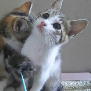 3月20日頃生まれ人なつこいアルバ君