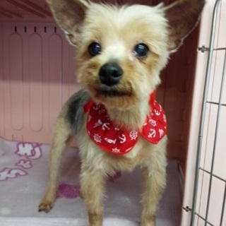 劣悪な現場～　ヨークシャテリア