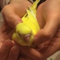セキセイインコ、3月下旬生まれ