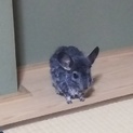チンチラスタンダード　♂
