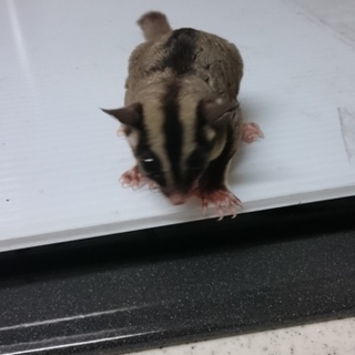 この子の家族を募集します。