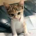 猫ちゃんの里親様！！