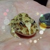 キメラ