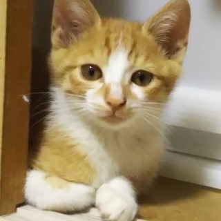 生後2か月美少年茶白くん