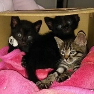 家族としてお迎え下さる優しいご家族に！