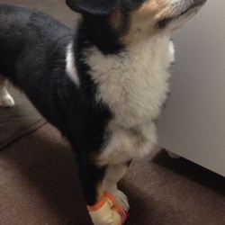 ～里親様だより～望くん編～おやつください！