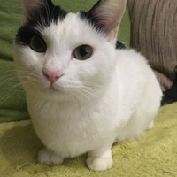 めかぶ
