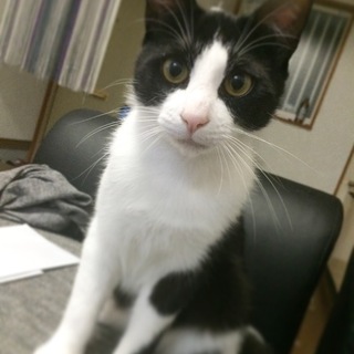 里親様決定しました！ありがとうございます！