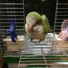オキナインコ　里親募集 サムネイル2