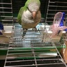 オキナインコ　里親募集 サムネイル3