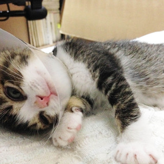 （停止）5/4生まれのミケトラ柄の人懐っこい女の子